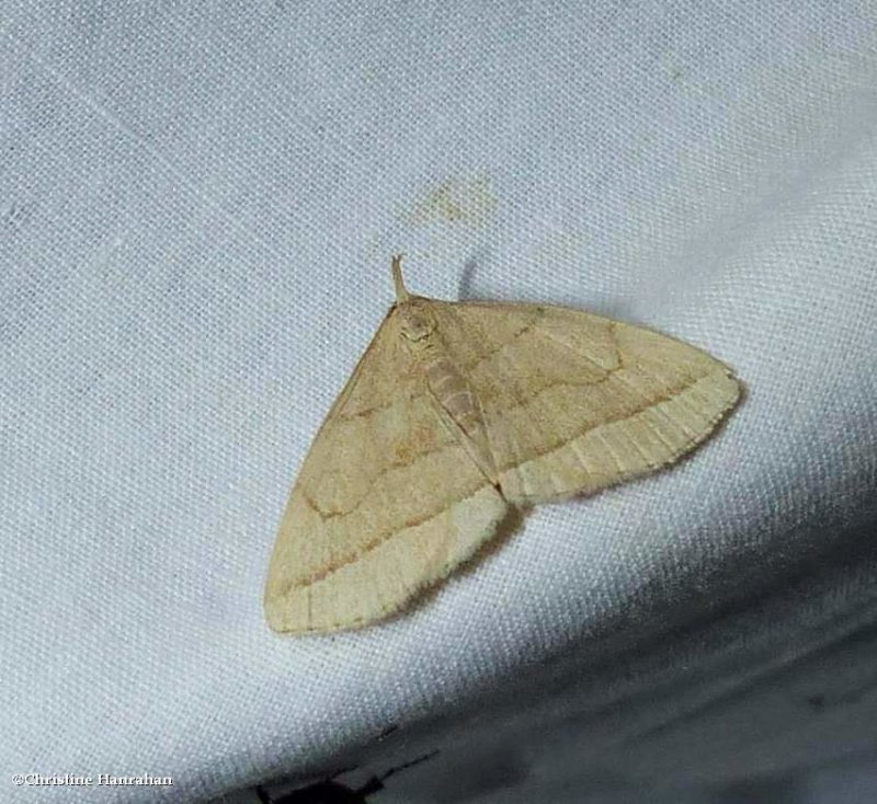 Early fanfoot moth (Zanclognatha cruralis), #8351