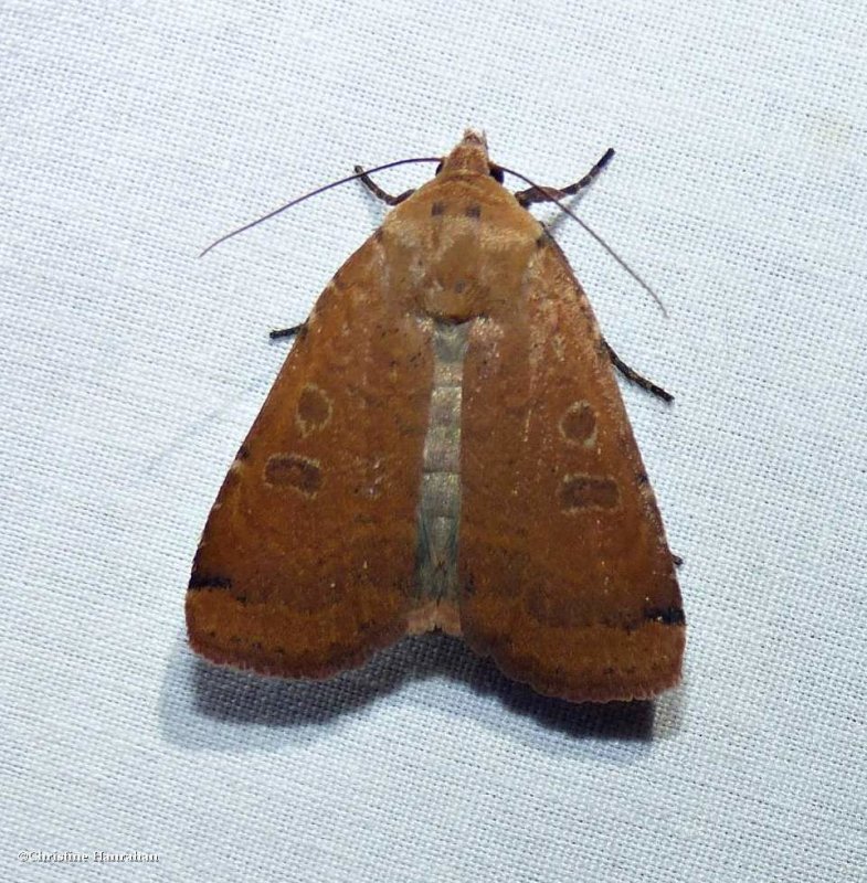 Cupid dart moth (Abagrotis cupida), #11043