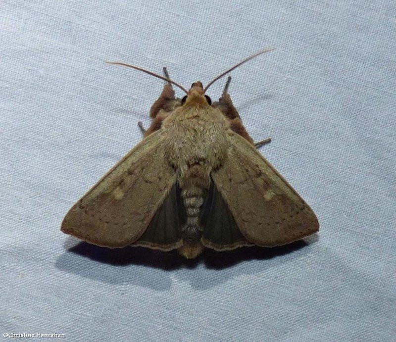 False wainscot moth (Leucania pseudargyria), #10462