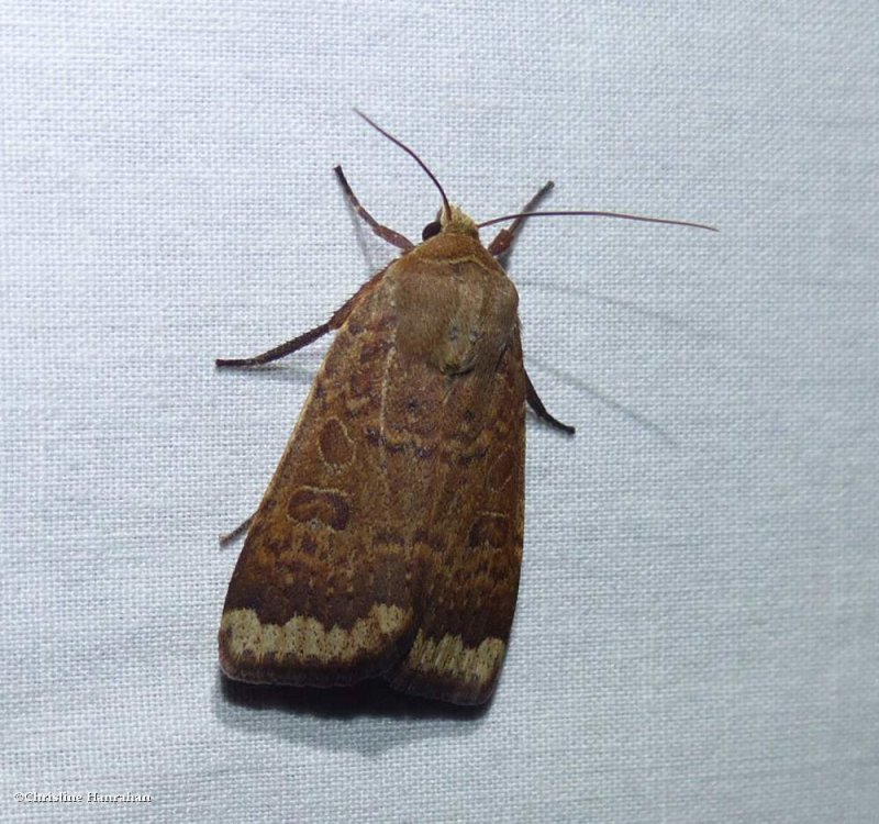 Greater red dart moth (Abagrotis alternata), #11029