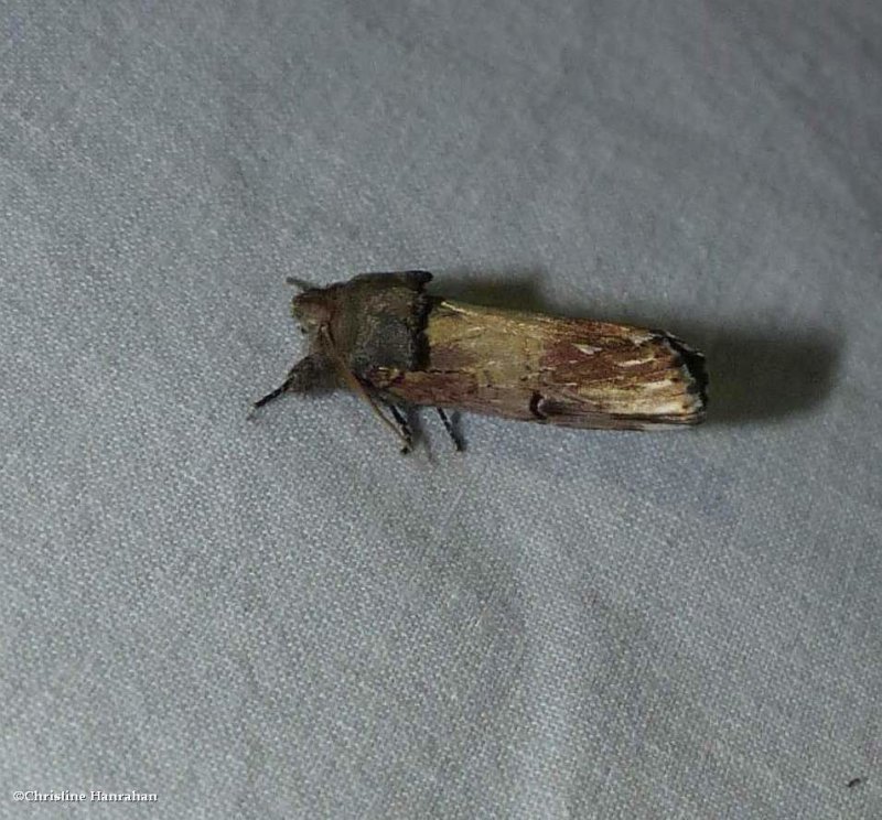 Chestnut schizura moth (Schizura badia ), #8006