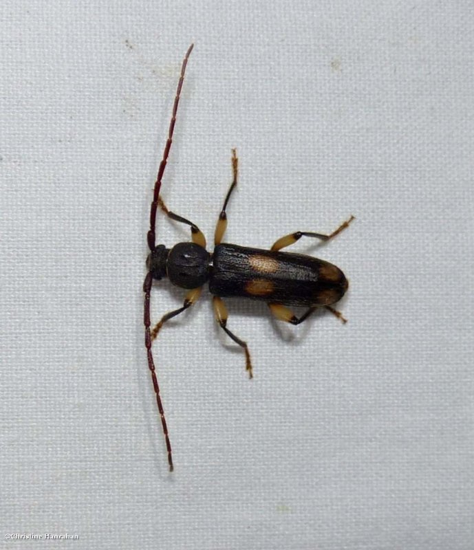 Ash and privet borer beetle (Tylonotus bimaculatus)