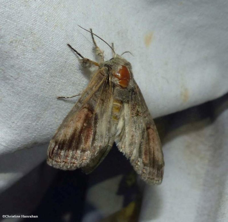 Oblique heterocampa moth (Heterocampa obliqua), #7983