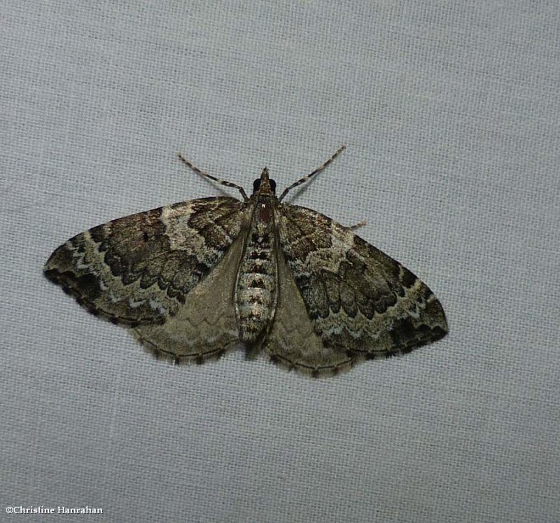 White eulithis moth (Eulithis explanata), #7206