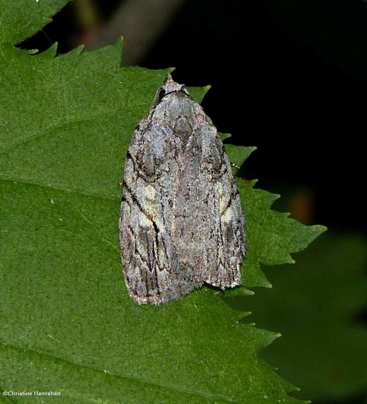 White blotched balsa moth (Balsa labecula), #9664