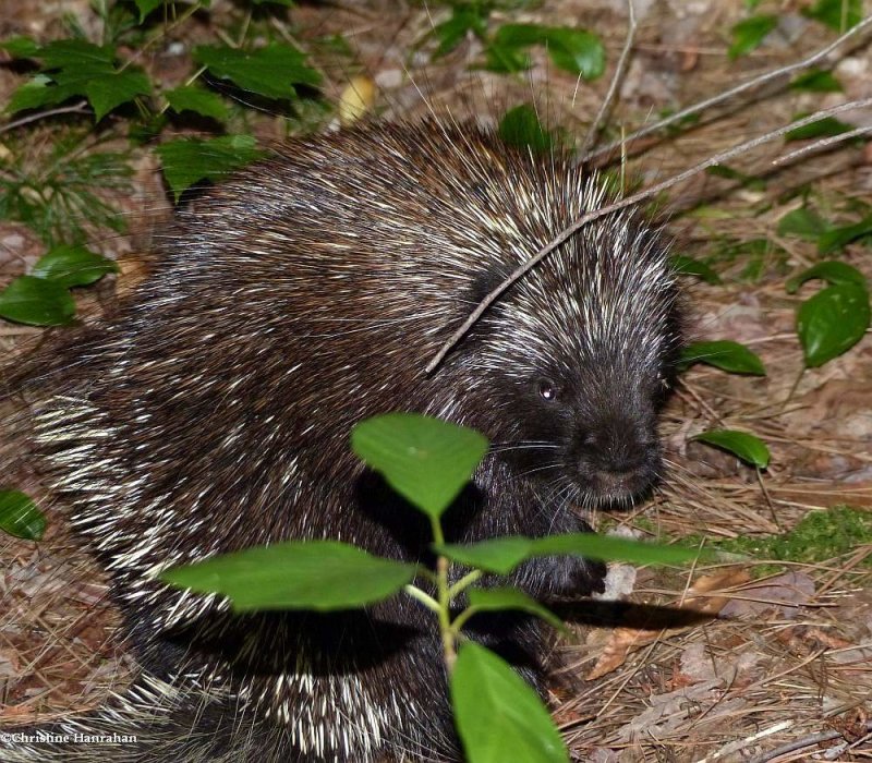 Porcupine 