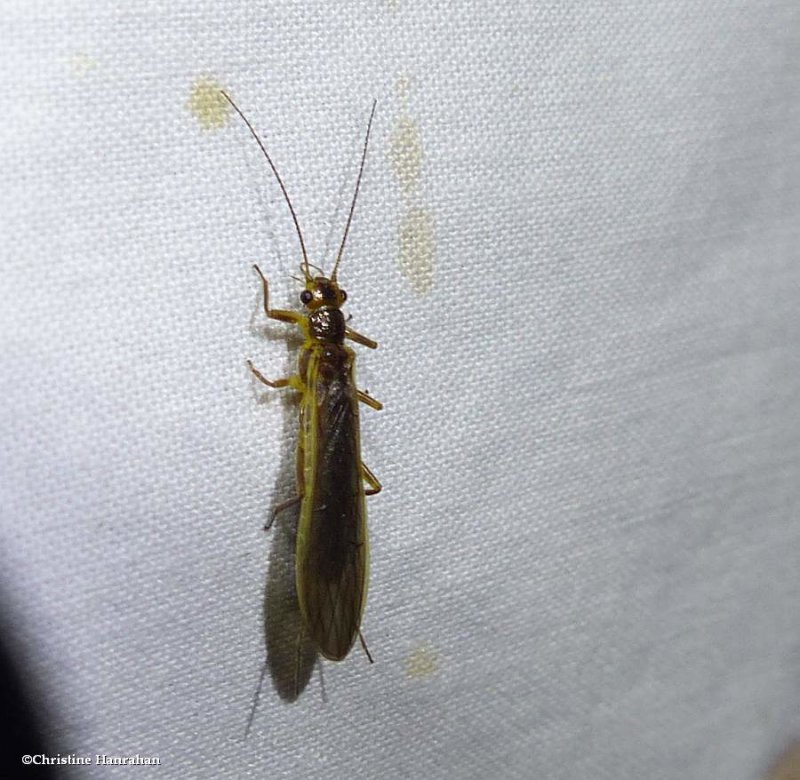 Stonefly (Perlesta sp.)