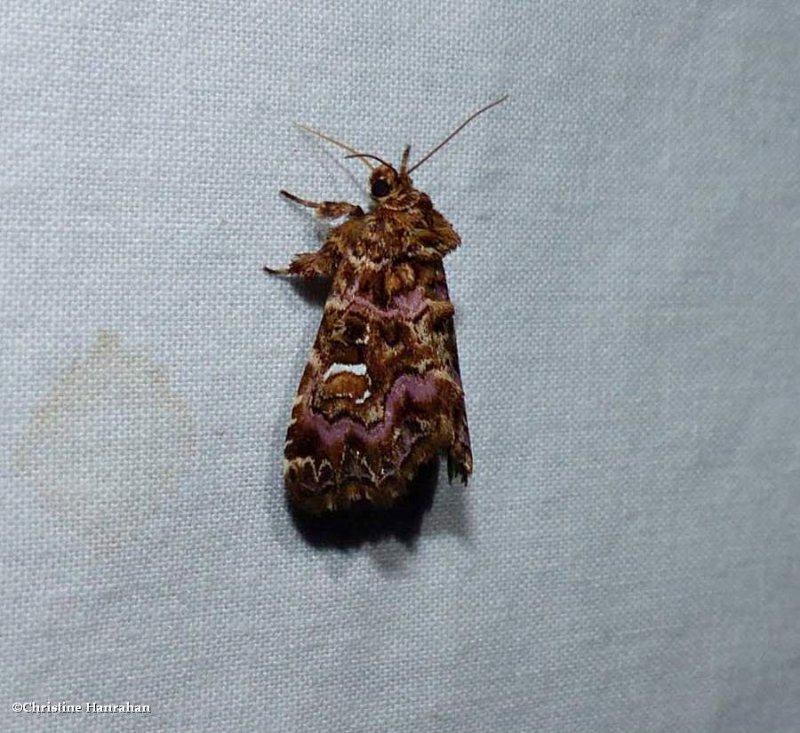 Pink-shaded fern moth (Callopistria mollissima), #9631