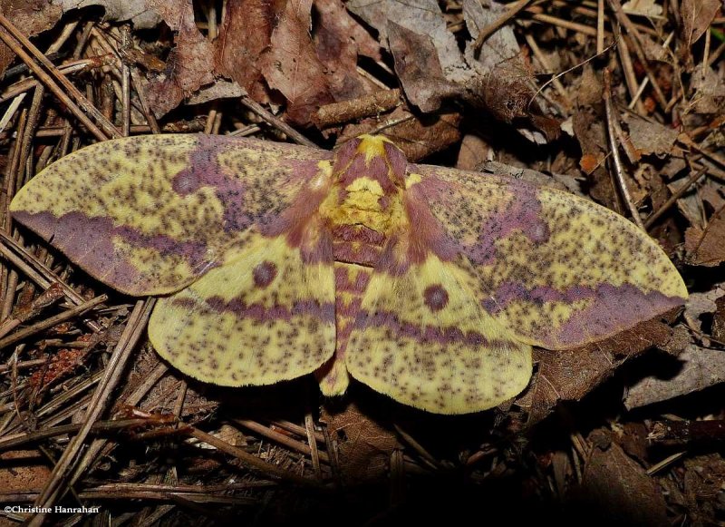 Pine Imperial moth (Eacles imperialis), #7704