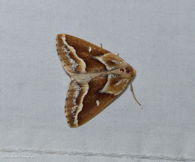 Brown pine looper moth  (Caripeta angustiorata), #6867