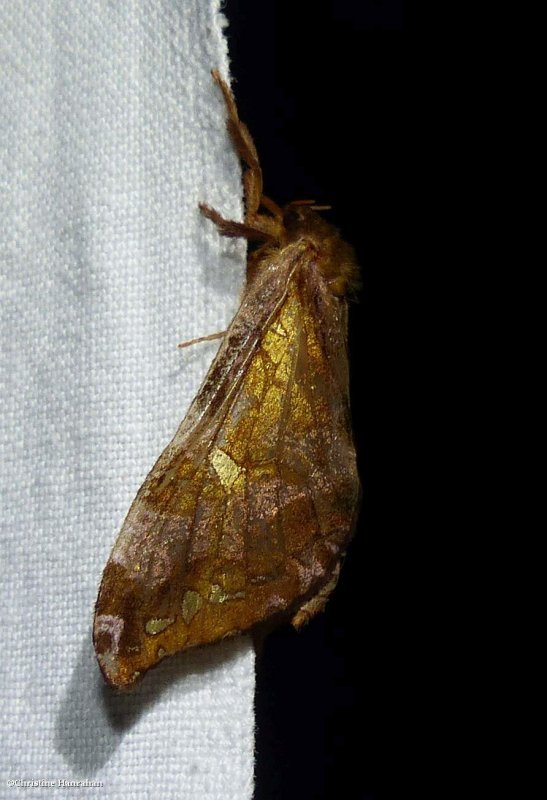 Gold-spotted ghost moth (<em>Sthenopis pretiosus</em>), #0022