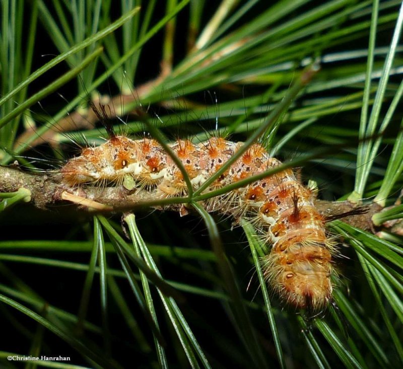 Eastern panthea moth caterpillar(Panthea furcilla), #9182
