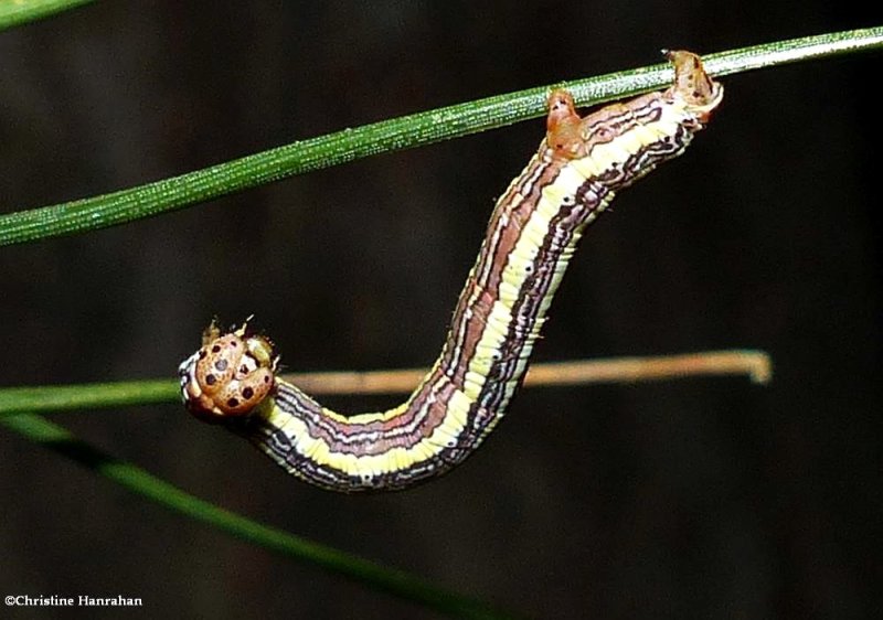 False hemlock looper moth caterpillar (Nepytia canosaria),  #6906