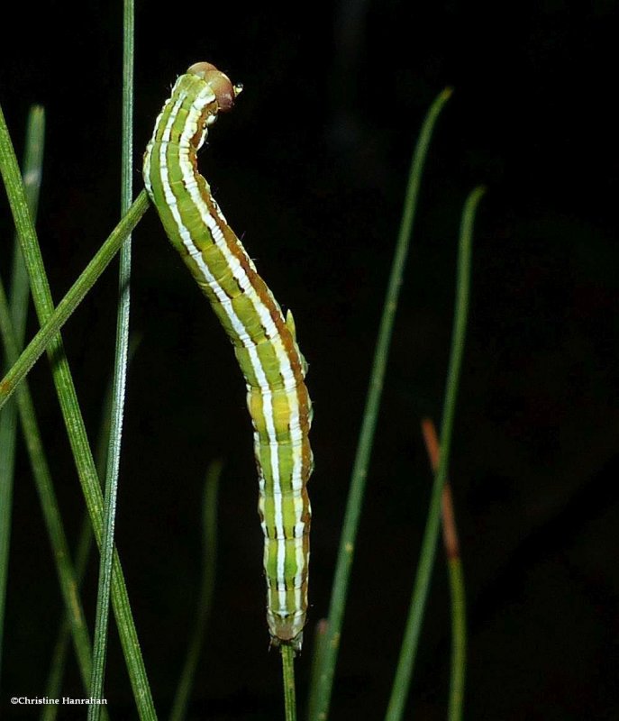Brown-spotted zale moth caterpillar (Zale helata), #8704