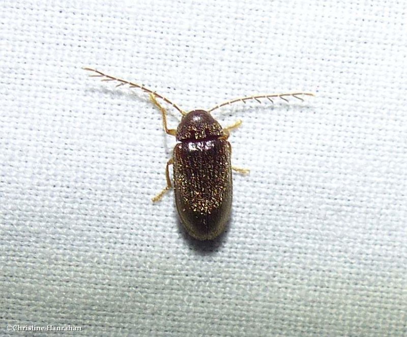 Toe-winged Beetles (Family:  Ptilodactylidae)