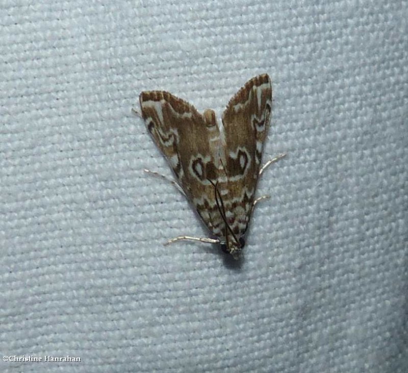 Waterlily borer  moth (Elophila gyralis), #4751