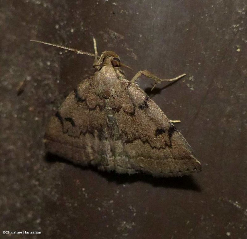 Litter moth (Zanclognathata dentata), #8349.1