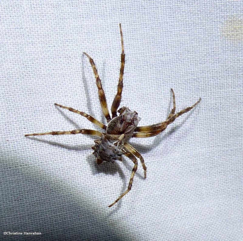 Star-bellied orbweaver (Acanthepeira stellata)