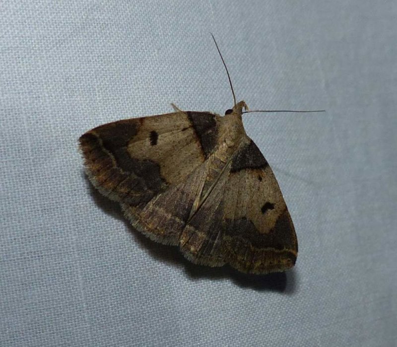 Variable fanfoot moth (Zanclognatha laevigata), #8345
