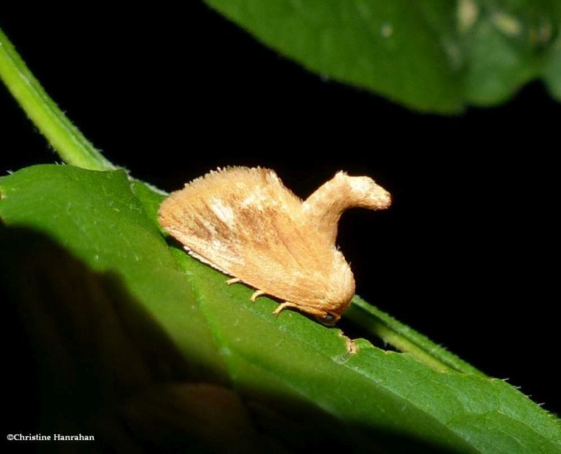 Abbreviated button slug moth (Tortricidia flexuosa), #4654