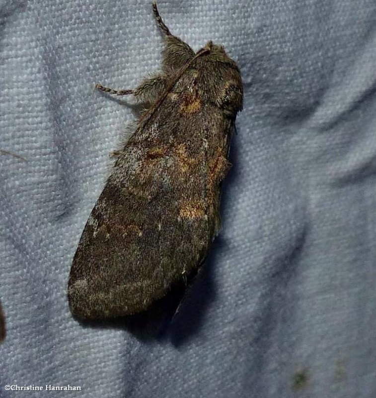Angulose prominent moth (Peridea angulosa), #7920
