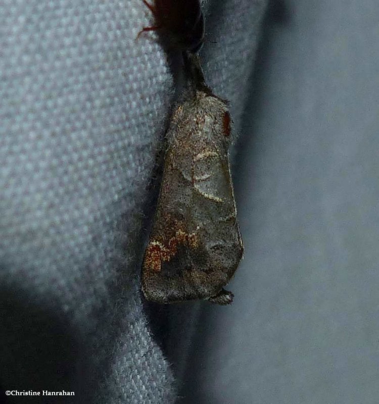 Apical prominent moth (Clostera apicalis), #7901