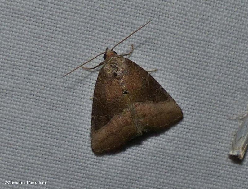 Common pinkband moth  (Ogdoconta cinereola), #9720