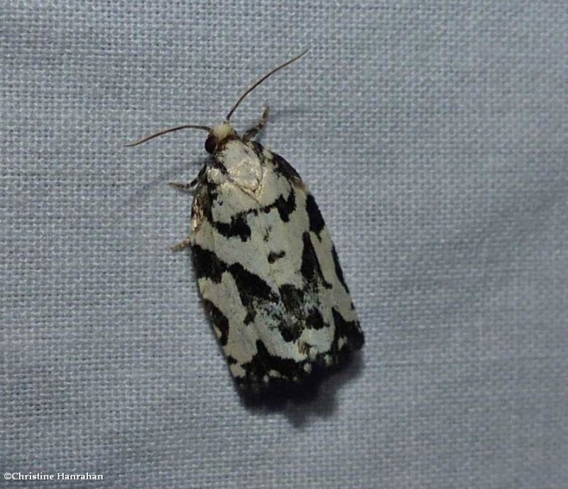 Leafroller moths (Family: Tortricidae) 2738 to 3848