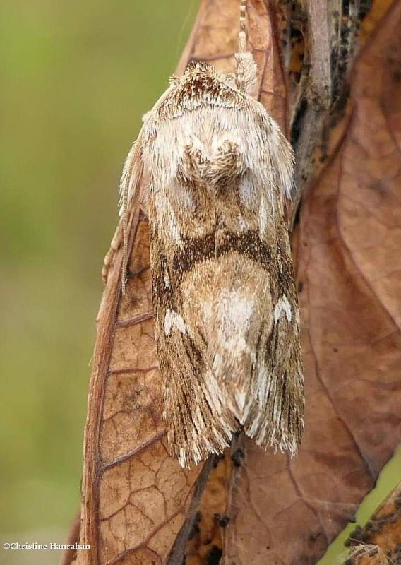 Toadflax brocade moth  (Calophasia lunula), #10177