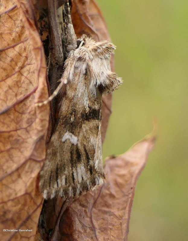 Toadflax brocade moth  (Calophasia lunula), #10177