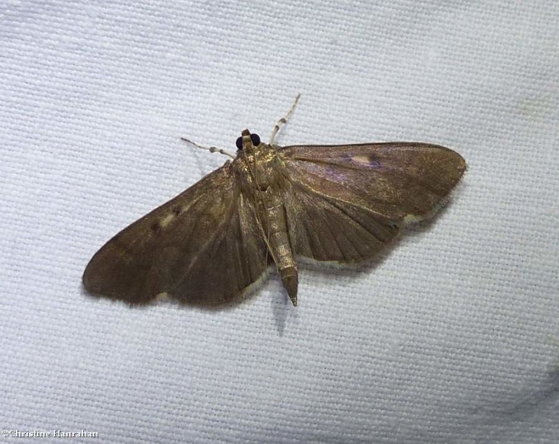 Crambid snout moth (Herpetogramma sphingealis), #5279.1