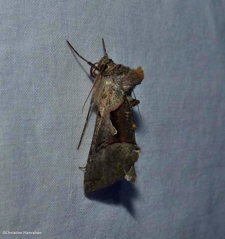 Large looper moth  (Autographa ampla), #8923