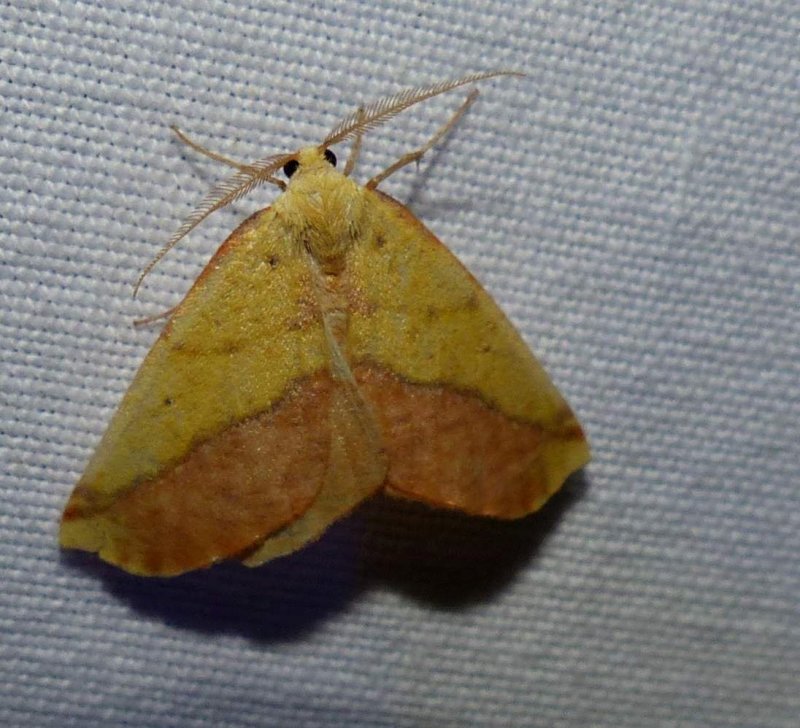 Sharp-lined yellow moth   (Sicya macularia), #6912