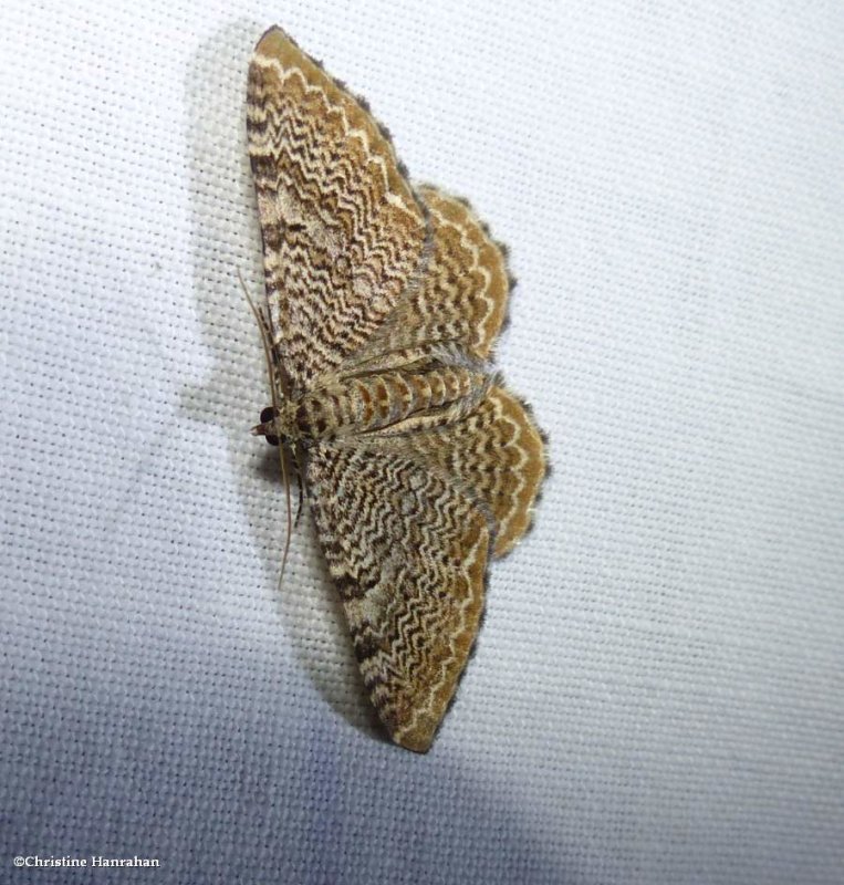 Scallop shell moth (<em>Rheumaptera</em>)