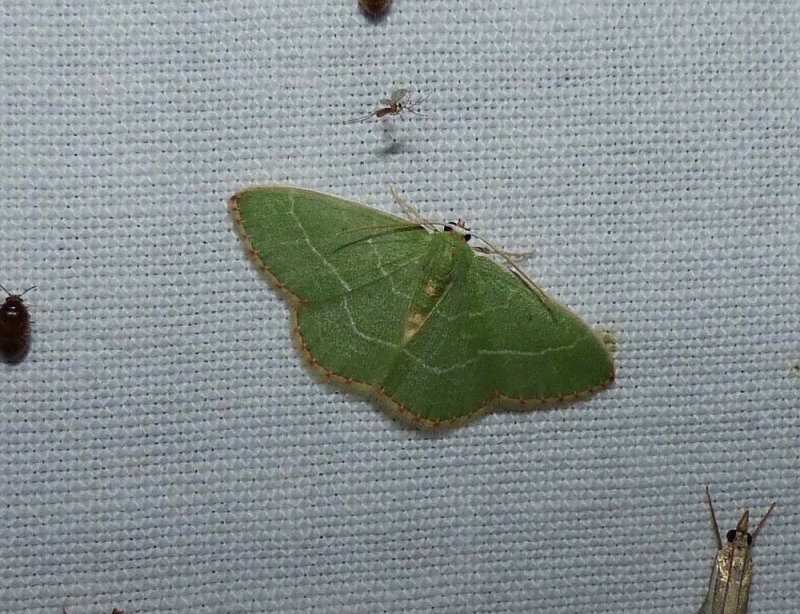 Red-fringed emerald moth  (Nemoria bistriaria),  #7046