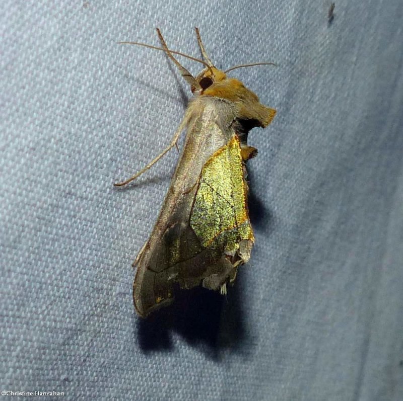 Green-patched looper moth (Diachrysia balluca), #8897