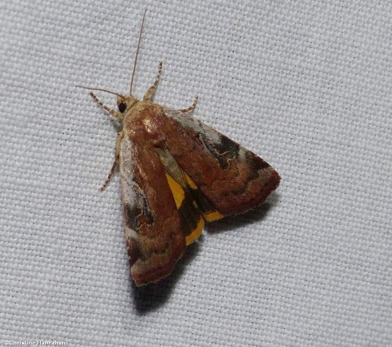 Catocaline dart moth (Cryptocala acadiensis), #11012