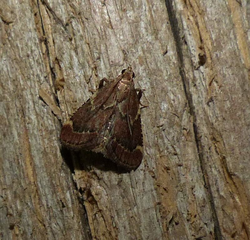 Red-shawled moth (Hypsopygia intermedialis) #5526