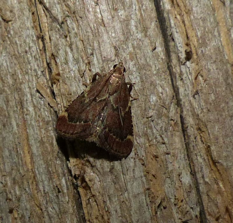 Red-shawled moth (Hypsopygia intermedialis)  #5526