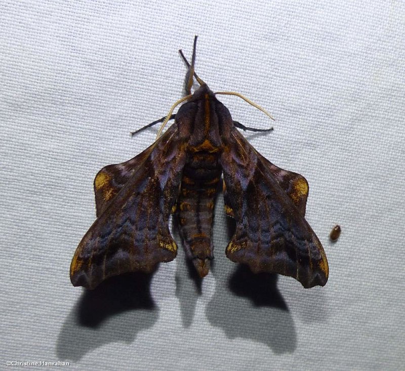 Small-eyed sphinx moth (Paonias myops), #7825