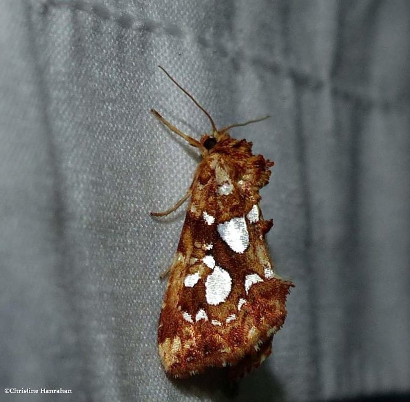 Silver-spotted fern moth (Callopistria cordata), #9633