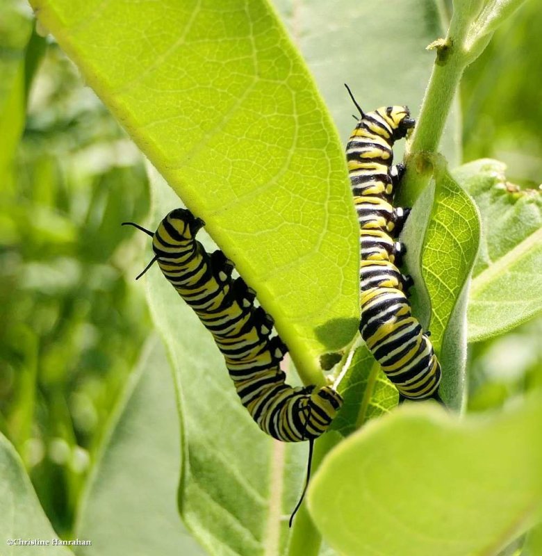 Monarch butterfly caterpillars  (Danaus plexippus)