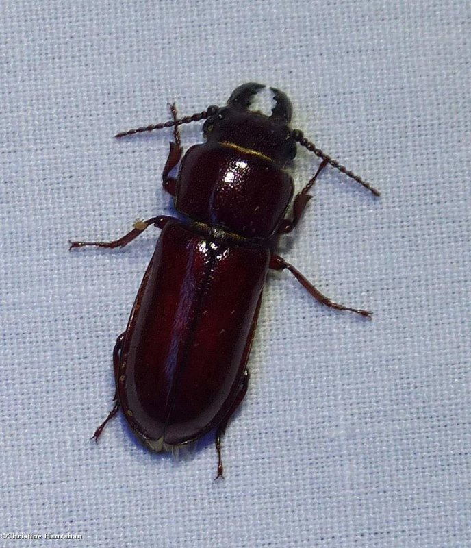 Pole borer beetle, male (Neandra brunnea)
