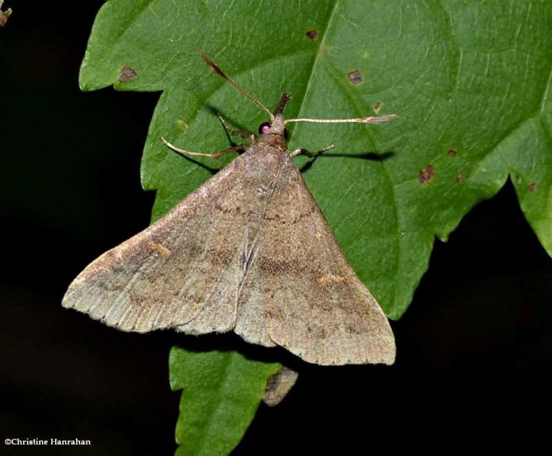 Yellow spotted renia moth (<em> Renia flavipunctalis</em>), #8384.1