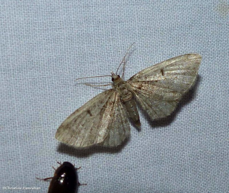 Wormwood pug moth (Eupithecia absinthiata), #7586.1