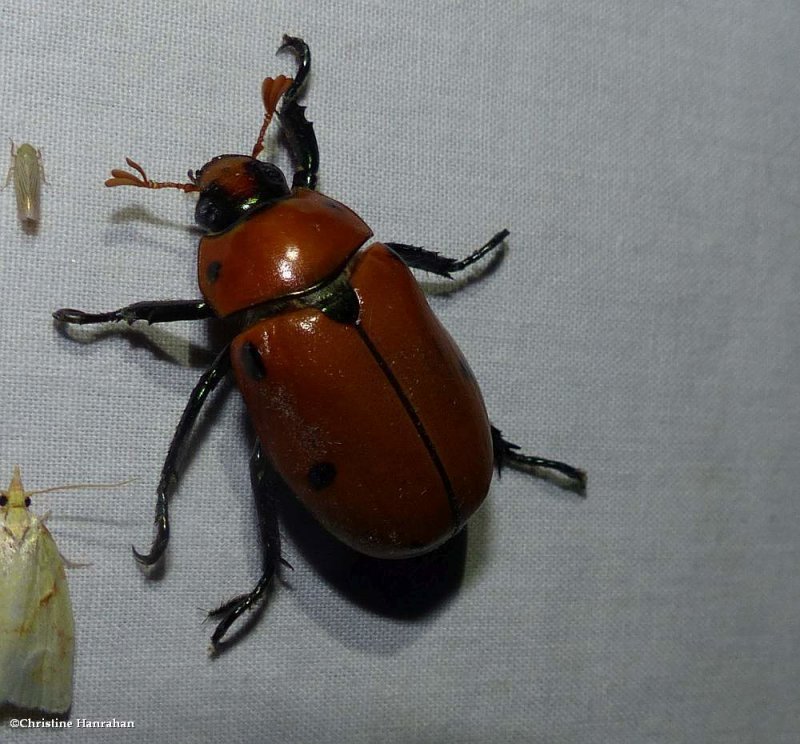 Grapevine beetle (Pelidnota punctata)