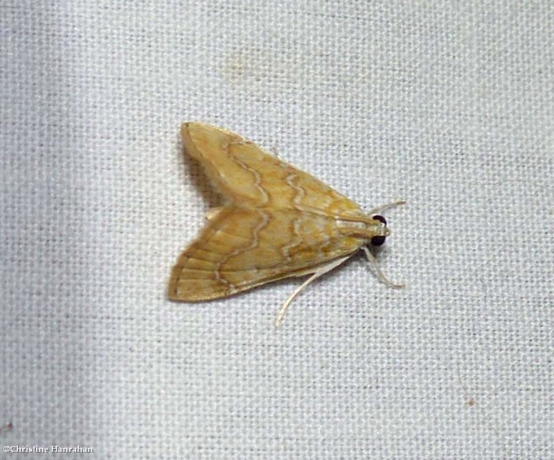 White-roped glaphyria moth (Glaphyria sesquistrialis),  #4870