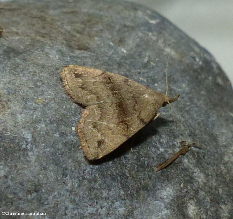 Dark phalaenostola moth  (Phalaenostola eumelusalis), #8363
