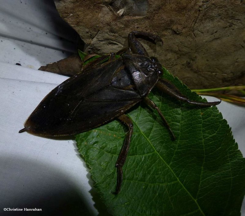 Giant water bug (Lethocerus americanus)