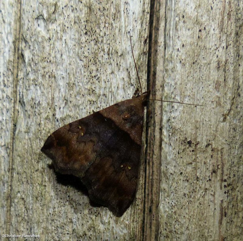 Ambiguous moth  (Lascoria ambigualis),  #8393